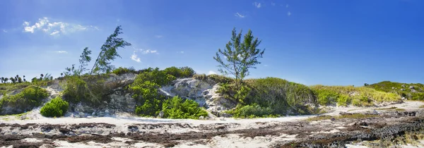 Pobřeží vegetace panorama — Stock fotografie