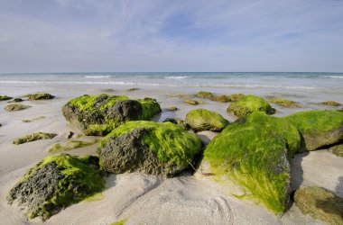 kayalık plajı ile deniz yosunu, santa maria, Küba