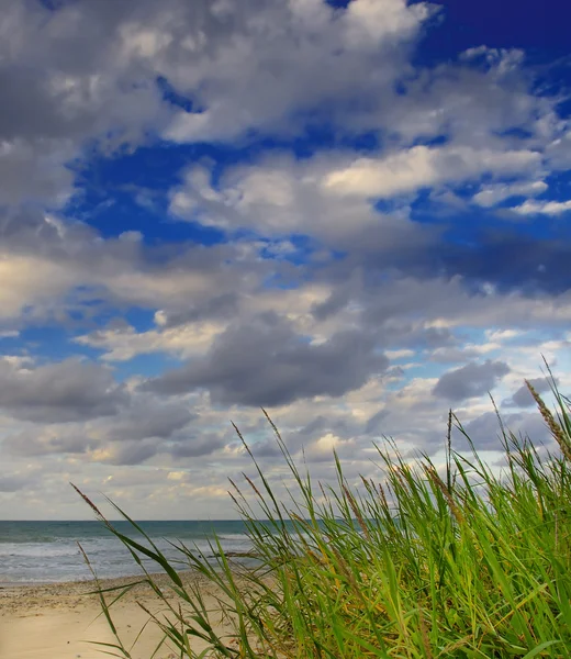 Zelená tráva s oceánem — Stock fotografie