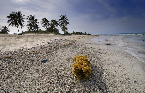 Praia cubana - Santa Maria del Mar — Fotografia de Stock