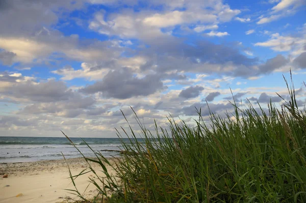 Tropisch strand met vegetatie — Stockfoto