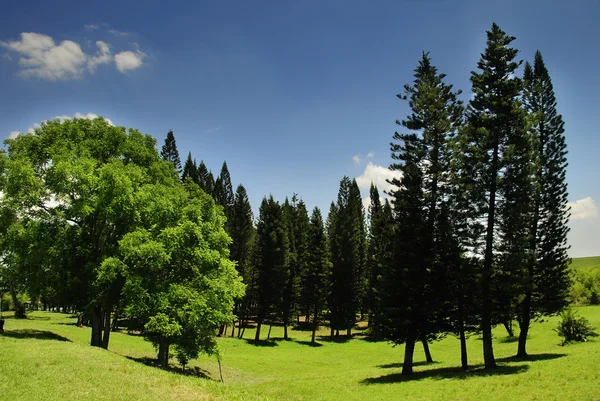 Пейзаж з сосновими деревами — стокове фото