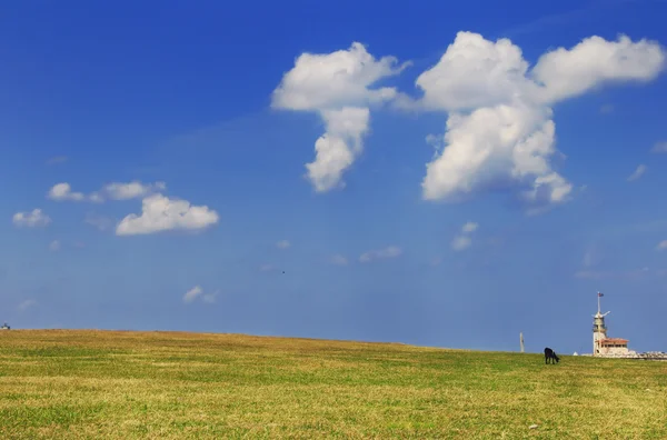 Rumput dan langit dengan kambing hitam — Stok Foto