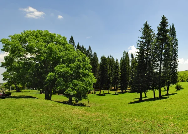 Green trees panorama — Stock Photo, Image