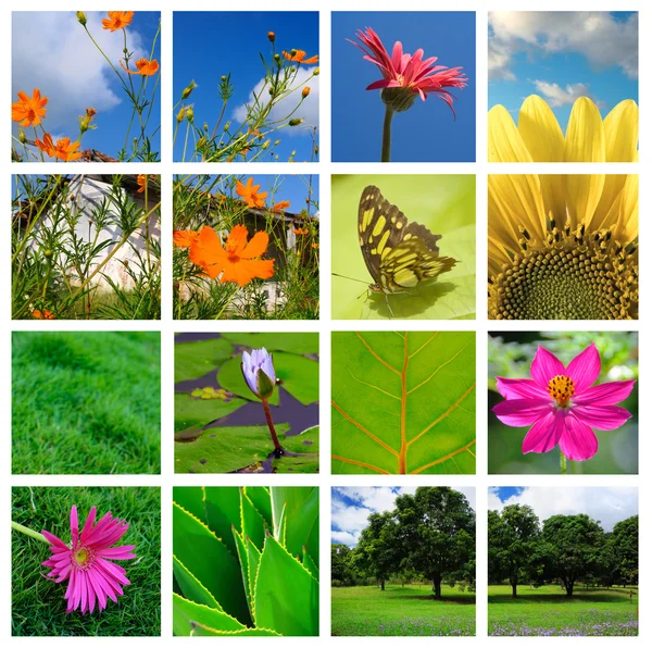 Spring and nature collage — Stock Photo, Image