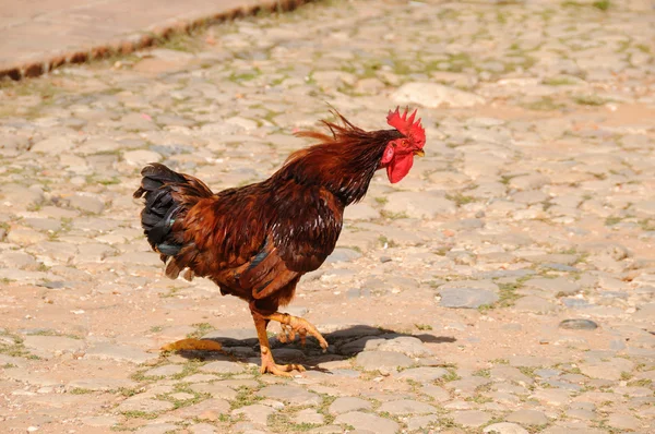 Rooster on rustic street — Stock Photo, Image