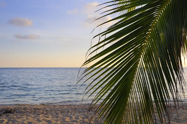 Plage tropicale au coucher du soleil — Photo