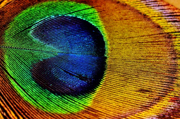 Peacock leaf detail