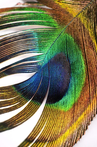 Detalle abstracto de plumas de pavo real — Foto de Stock