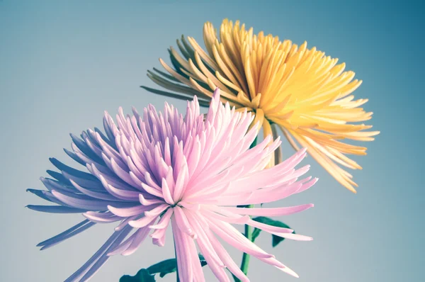 Chrysanten bloemen — Stockfoto