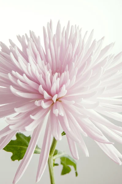 กุญแจสูงสีชมพู chrysanthemum — ภาพถ่ายสต็อก