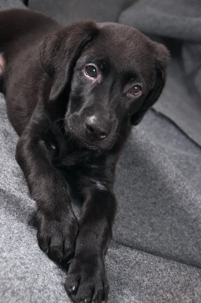 黒のラブラドール子犬 — ストック写真