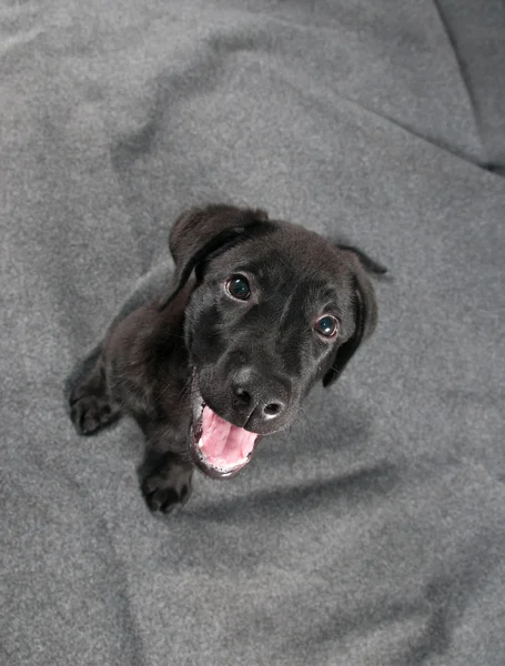 Black labrador puppy — Stock Photo, Image