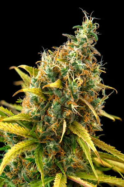 Görünür trikomili kenevir çiçeği (Kara Rus türü) detayları ve hasat için hazır