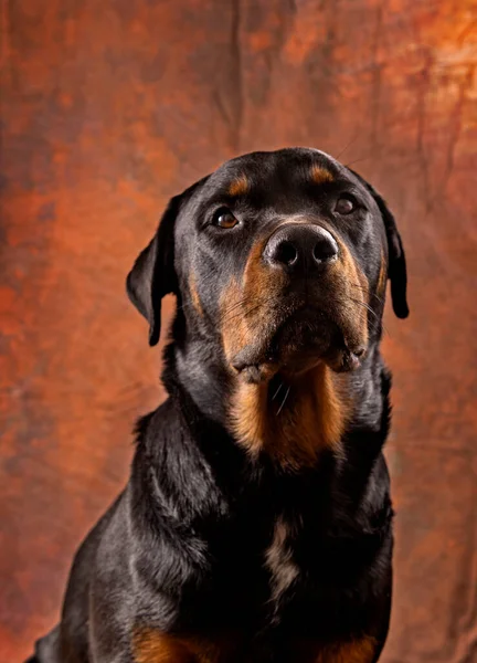 Studio Portret Piękny Dorosły Mężczyzna Rottweiler Rasowy Pies — Zdjęcie stockowe