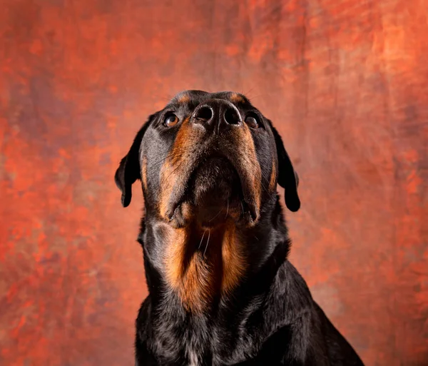 Studio Portret Van Mooie Volwassen Mannelijke Rottweiler Rashond — Stockfoto