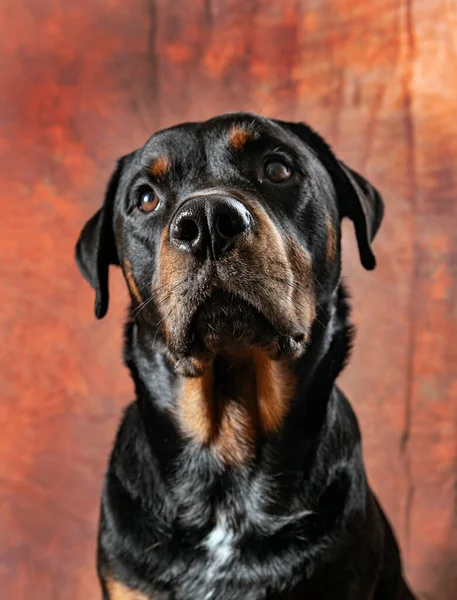 スタジオポートレートの美しい大人男性Rottwiler Purebreed犬 — ストック写真