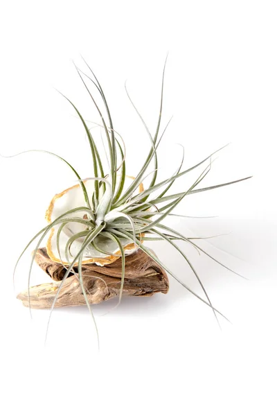 Tillansia Air Plants Driftwood Isolated White Background — Stock Photo, Image