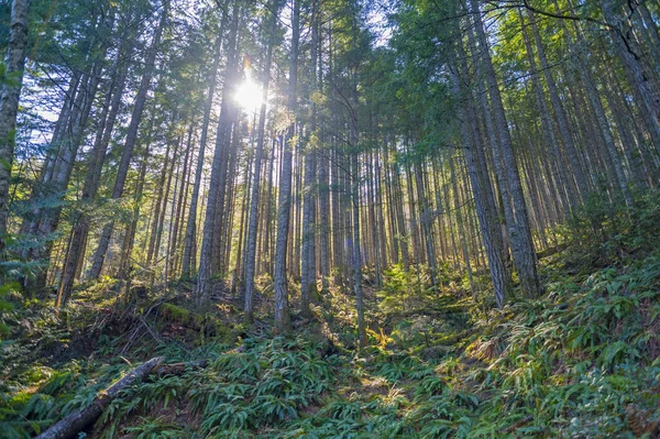 Sunrays Фільтрації Через Острова Ванкувер Парку Провінції Британська Колумбія Канада — стокове фото