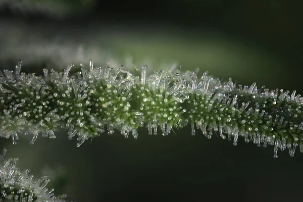 Macro Dettaglio Del Fiore Cannabis Pronto Raccolto Con Tricomi Visibili — Foto Stock