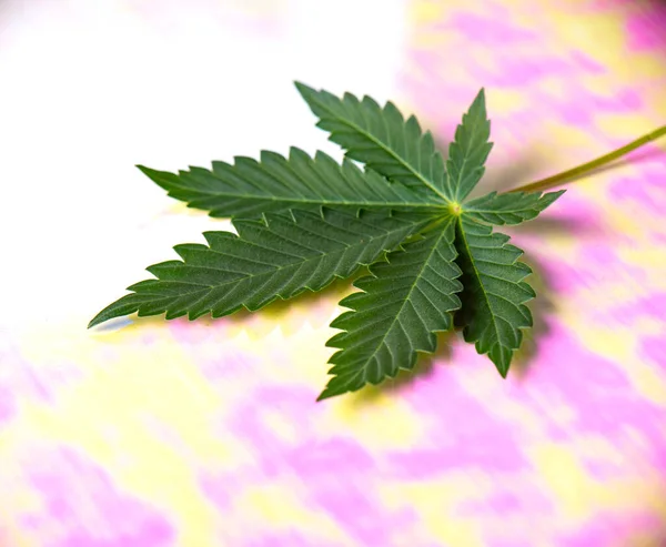 Detail Van Één Enkel Cannabis Marihuanablad Meerkleurig Oppervlak — Stockfoto