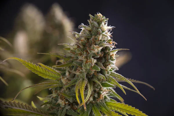 Detalhe Flor Cannabis Com Tricomas Visíveis Pronto Para Colheita — Fotografia de Stock