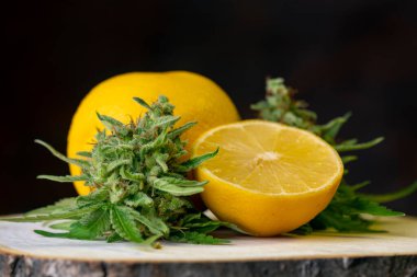 Taze kenevir tomurcukları ve limonlar, esrar pişirme konsepti