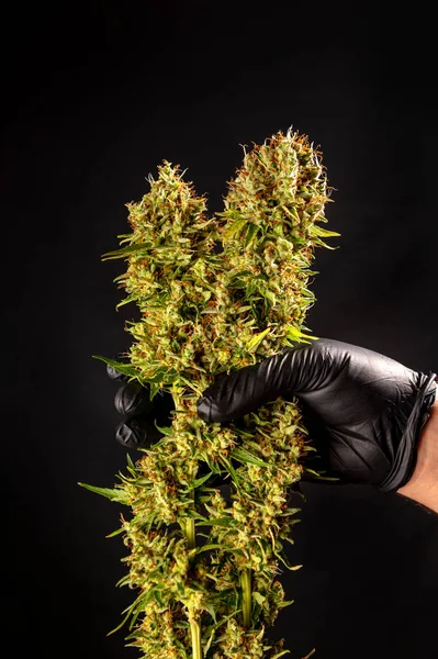 Hands Holding Fresh Cannabis Buds Ready Trimming Isolated Black Background 스톡 사진