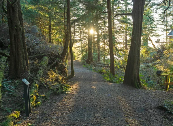 在加拿大温哥华岛上 有一条古老的森林小径 阳光经过树叶过滤 图库图片