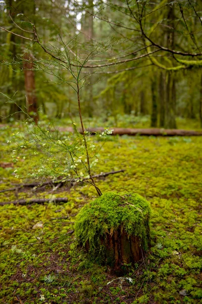 Stary Las Porośnięty Mchem Umiarkowany Widok Lasy Deszczowe Vancouver Island Zdjęcie Stockowe