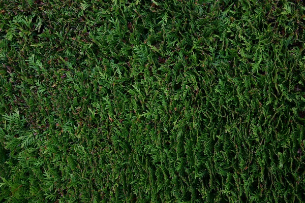 Una Recinzione Arbusto Verde Una Pianta Thuja Lasciando Prospettiva Intera — Foto Stock