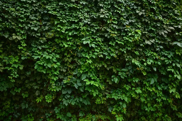 Sfondo Una Grande Siepe Foglie Uva Verde Tutto Telaio — Foto Stock