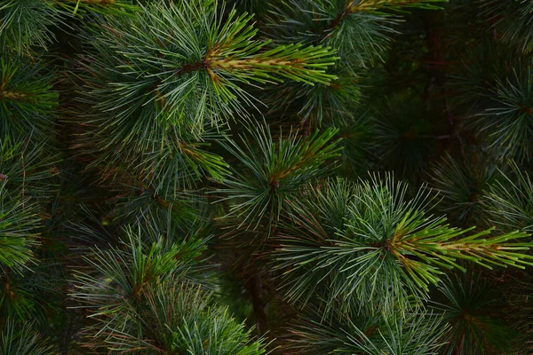 Gros plan des branches de pin pour l'ensemble du cadre avec des aiguilles individuelles bien visibles et de belles teintes vertes — Photo