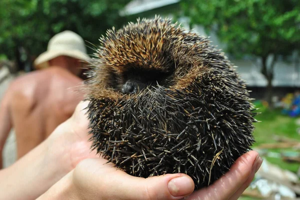 The hedgehog curled up in a ball in his arms and spread the thorns — Stock Photo, Image