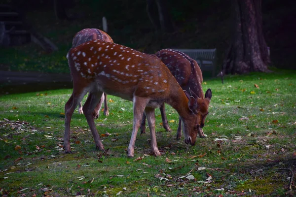 Tres Jóvenes Ciervos Sika Están Caminando Parque Otoño Uno Ellos —  Fotos de Stock