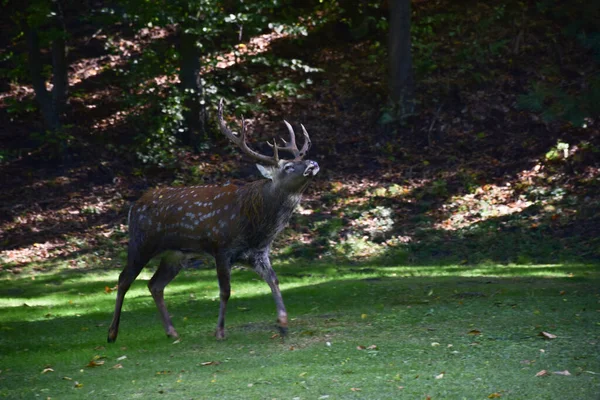 Drei Junge Sikahirsche Spazieren Durch Den Herbstpark Einer Von Ihnen — Stockfoto