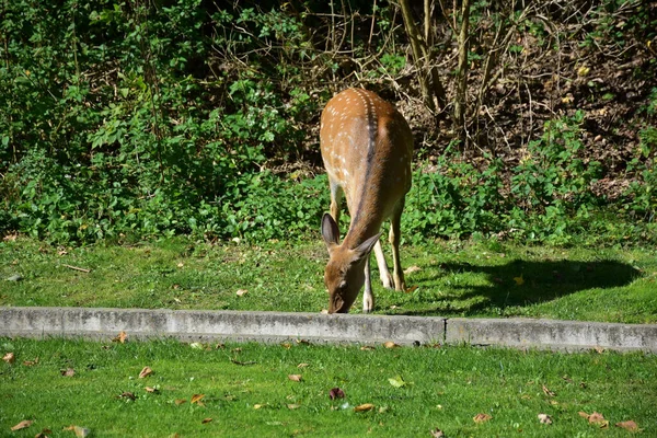 Drie Jonge Sikaherten Lopen Het Herfstpark Een Van Hen Kwam — Stockfoto