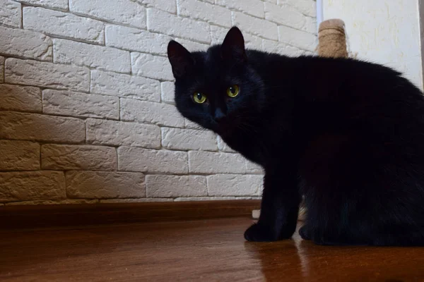 黄色の目の黒い猫は レンガの装飾的な壁の背景にカメラを見て — ストック写真