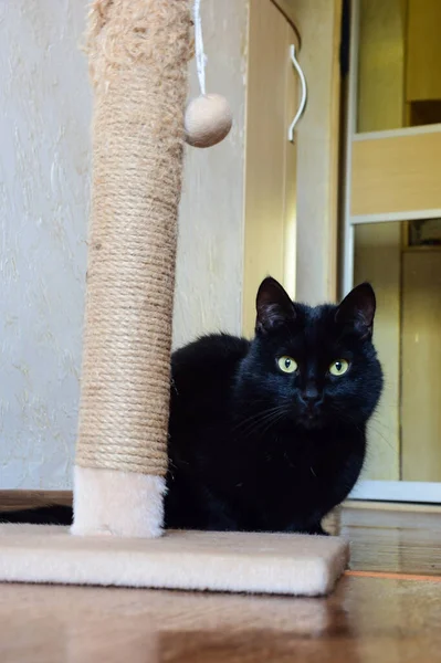 Een Zwarte Kat Met Gele Ogen Achtergrond Van Een Stenen — Stockfoto