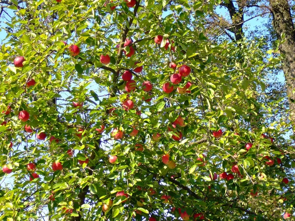 Μηλιά Έχει Πολλά Κόκκινα Μήλα Κρέμονται Μεταξύ Του Φωτεινό Πράσινο — Φωτογραφία Αρχείου