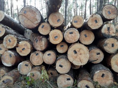 A pile of sawn pines are lying butt-off. Each has a barcode sticker