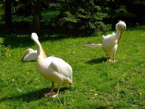 Three pelicans on green grass near trees — Stock Photo, Image