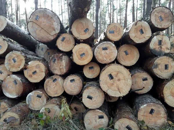 A pile of sawn pines are lying butt-off. Each has a barcode sticker