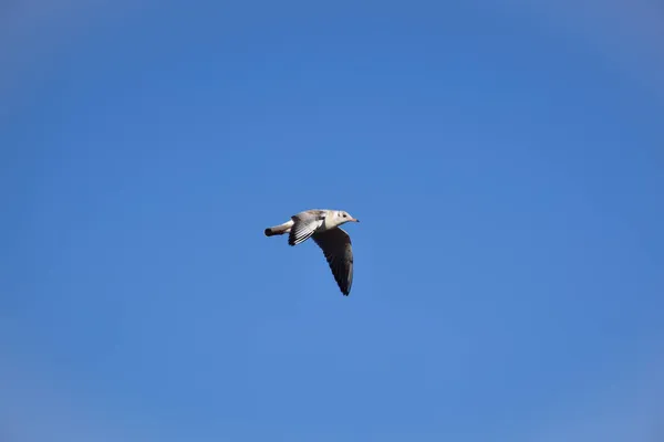Fliegende Möwe in einem strahlend blauen Himmel ohne Wolken. Vogel in der Mitte des Rahmens — Stockfoto