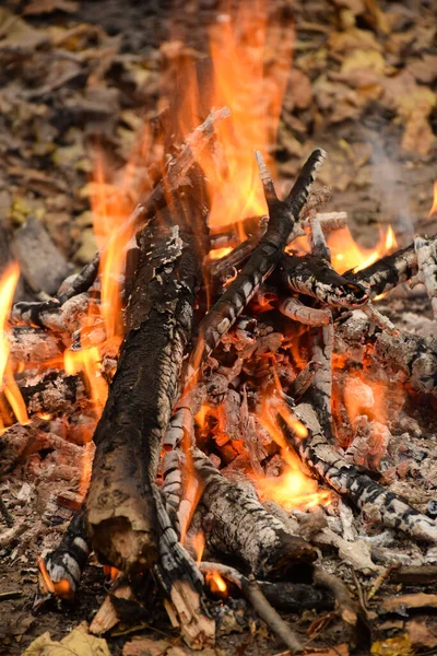 Lareira e troncos ardentes vermelho-quente em um fogo ardente são fotografados em close-up — Fotografia de Stock