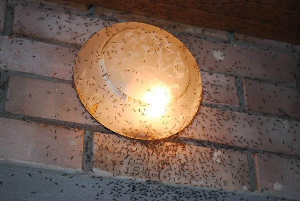 Schemerig Gloeiende Straatlamp Die Aan Bakstenen Muur Hangt Laat Veel — Stockfoto