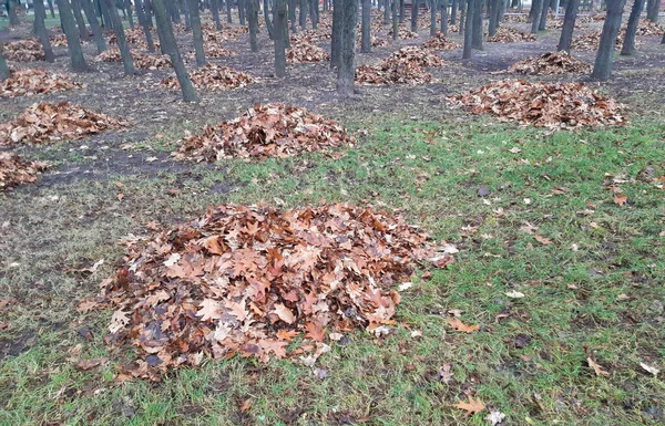 Montones recogidos de hojas de color marrón otoño se encuentran entre los árboles en el parque — Foto de Stock
