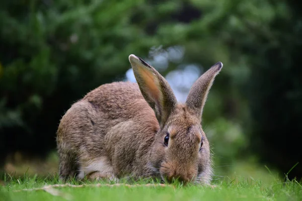 Primer plano gran conejo sentado en la hierba verde en el parque —  Fotos de Stock