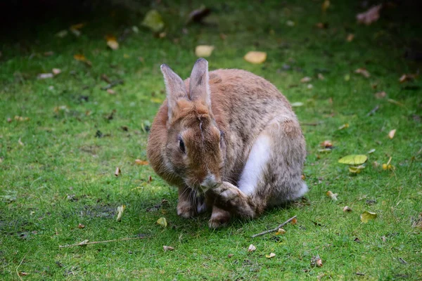 Ein großes Kaninchen sitzt in Großaufnahme auf dem Gras und kratzt sich die Pfote. Unklarer Hintergrund — Stockfoto