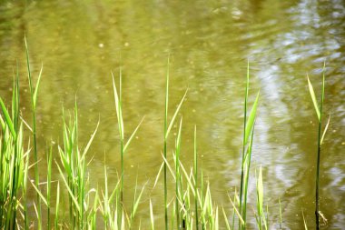 Reed ön planda filizleniyor, çerçevenin altında. Arka planda gölün su yüzeyi bulanık.